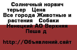 Солнечный норвич терьер › Цена ­ 35 000 - Все города Животные и растения » Собаки   . Ненецкий АО,Верхняя Пеша д.